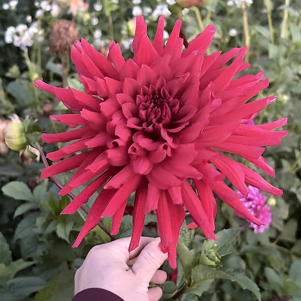Hollyhill Big Red dahlia