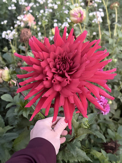 Hollyhill Big Red dahlia