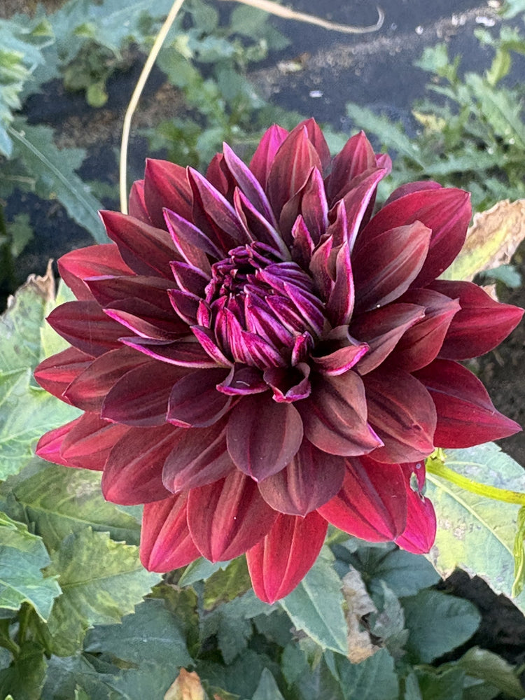 Hollyhill Black Beauty dahlia