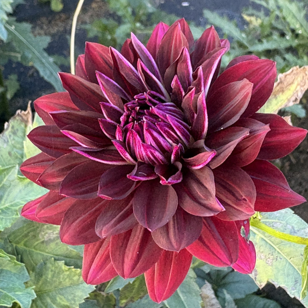 Hollyhill Black Beauty dahlia
