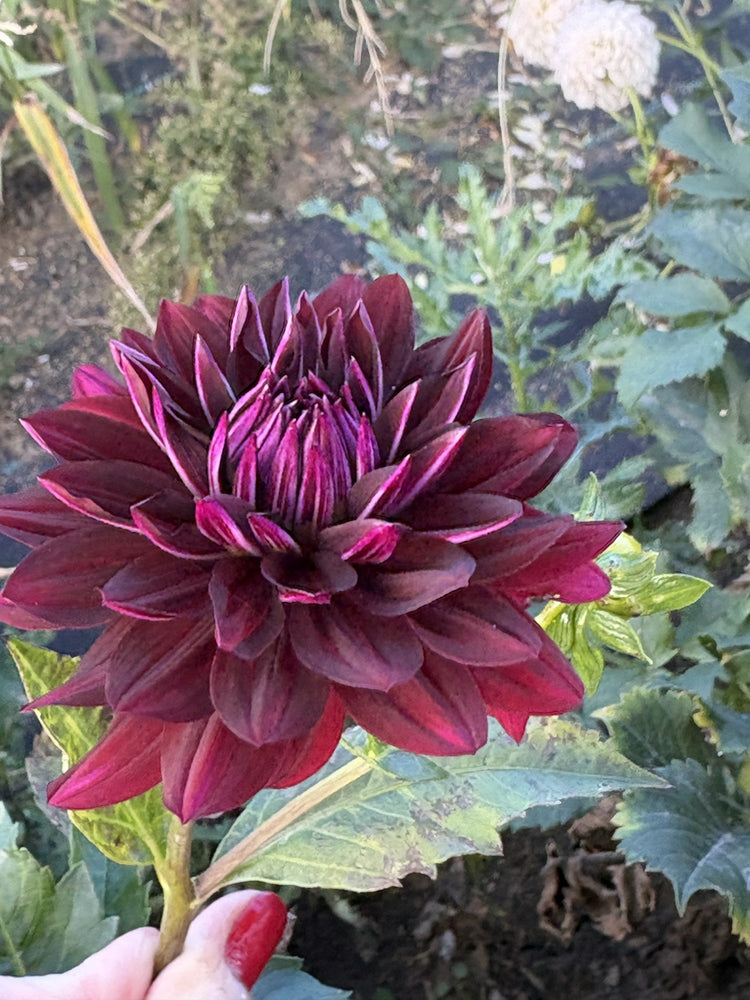 Hollyhill Black Beauty dahlia