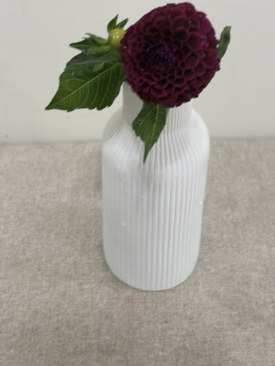 Hollyhill Black Cherry dahlia