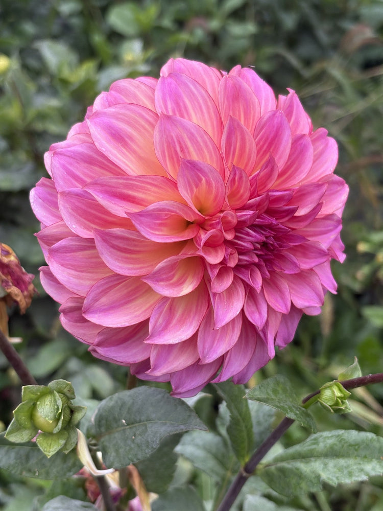 Hollyhill BP dahlia