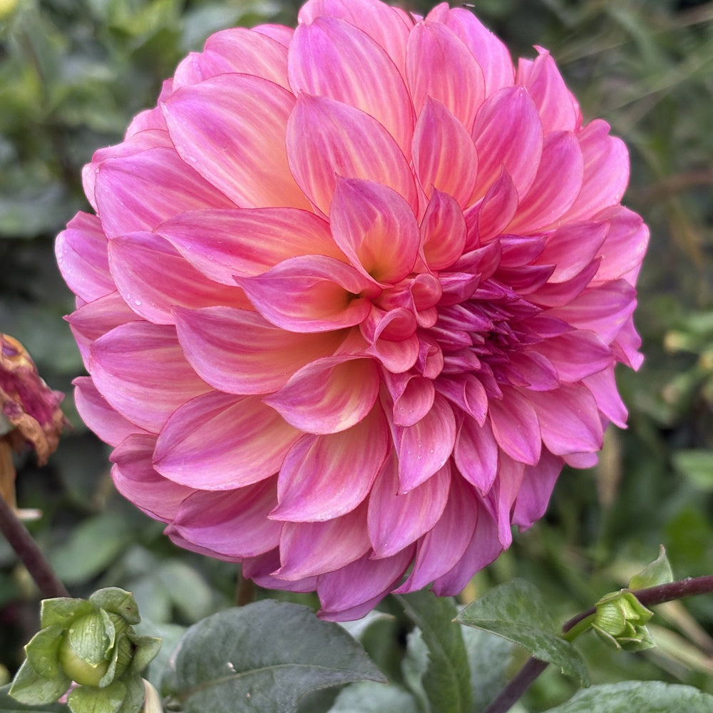 Hollyhill BP dahlia