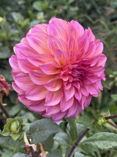 Hollyhill BP dahlia