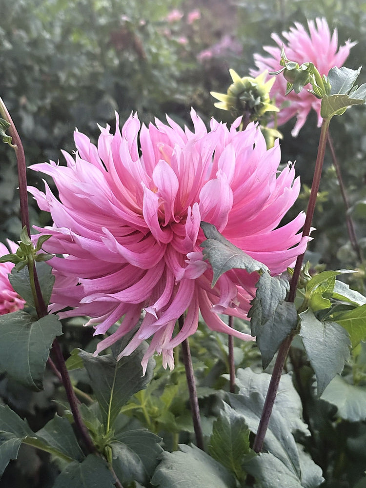 Hollyhill Cotton Candy dahlia