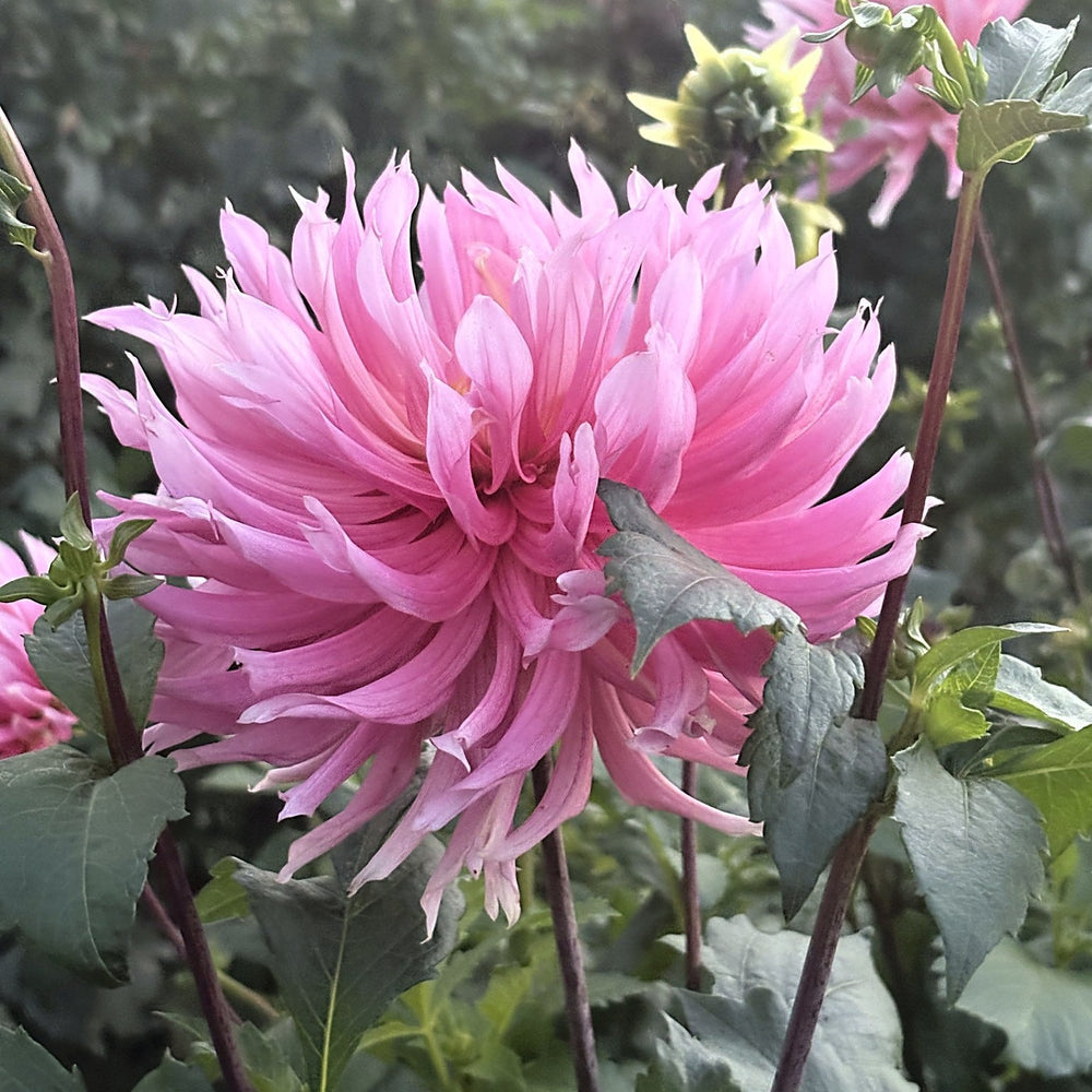Hollyhill Cotton Candy dahlia