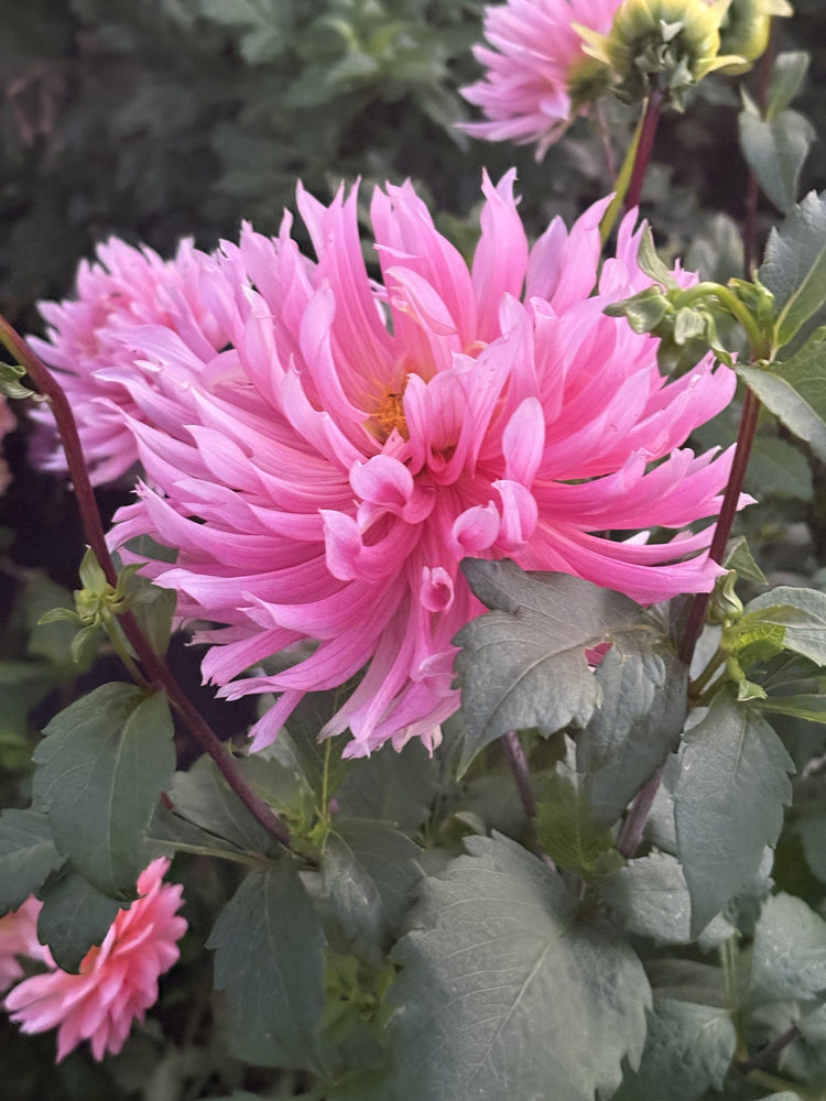 Hollyhill Cotton Candy dahlia