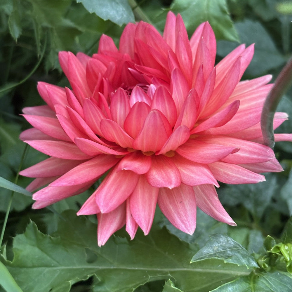 Hollyhill Daydream dahlia