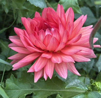 Hollyhill Daydream dahlia