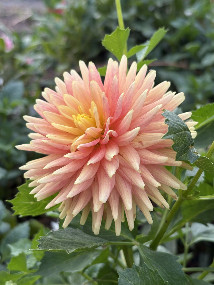Hollyhill Ginger Snap dahlia