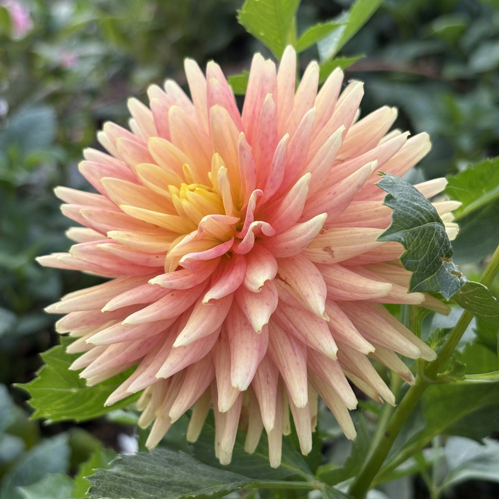 Hollyhill Ginger Snap dahlia