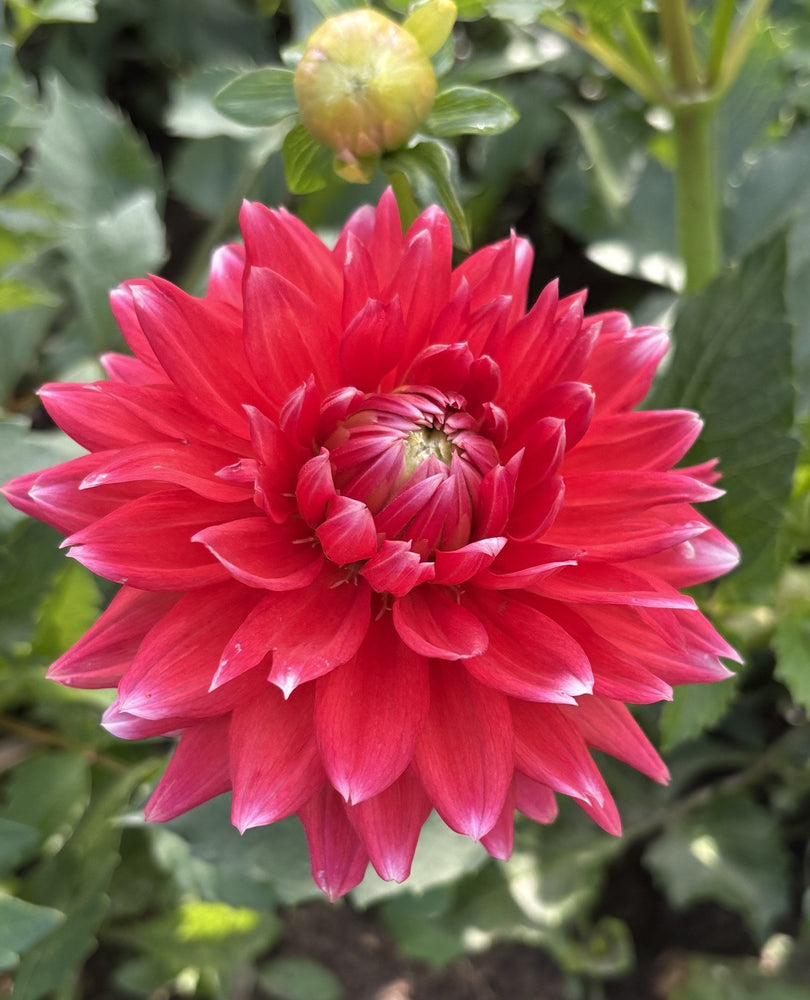 Hollyhill Kris Kringle dahlia