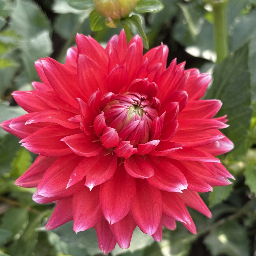 Hollyhill Kris Kringle dahlia