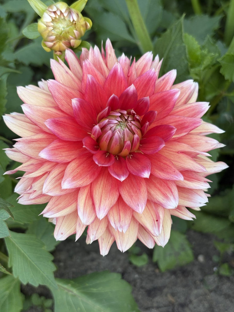 Hollyhill Kris Kringle dahlia