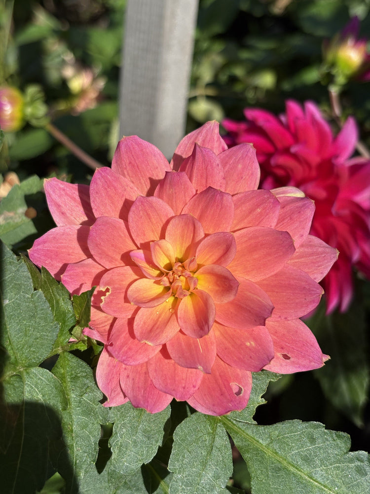 Hollyhill Monet dahlia