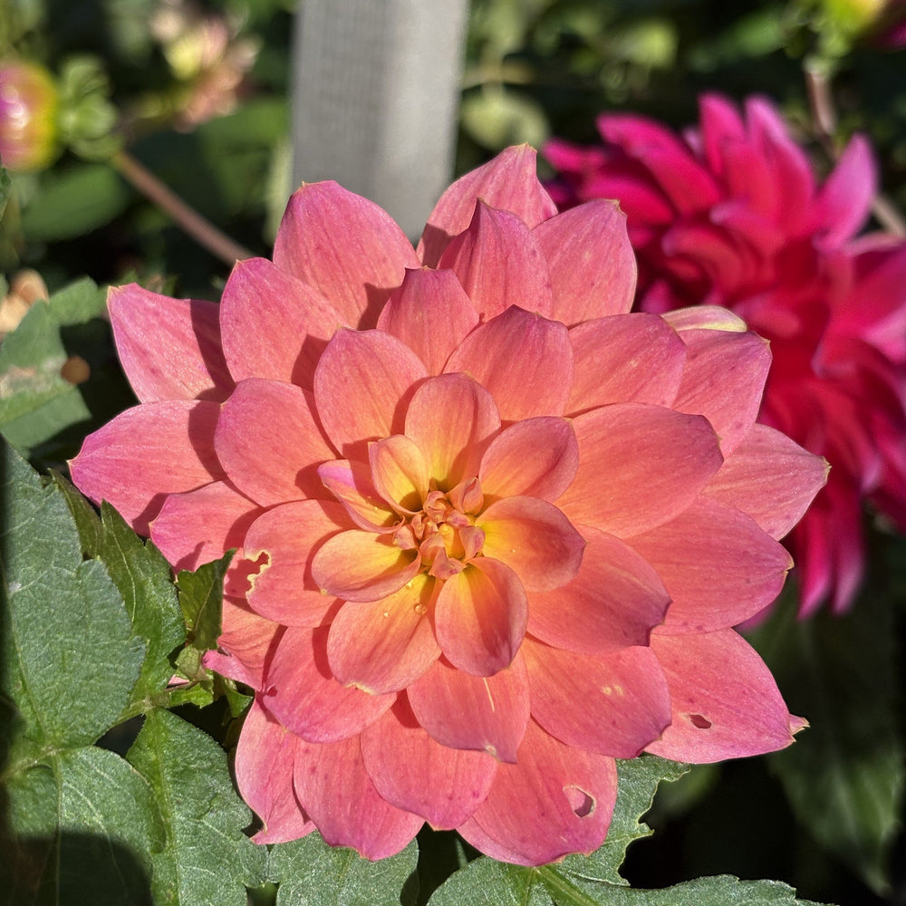 Hollyhill Monet dahlia