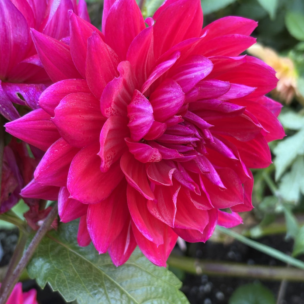 Hollyhill Pandora dahlia grown by Petrolia Bloom Co. in Petrolia, Ontario