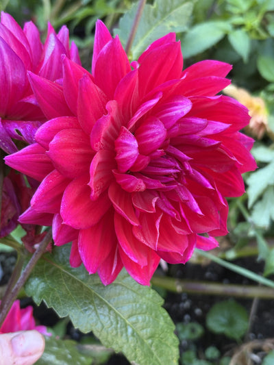 Hollyhill Pandora dahlia grown by Petrolia Bloom Co. in Petrolia, Ontario