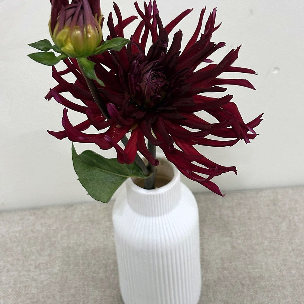 Hollyhill Red Spider dahlia