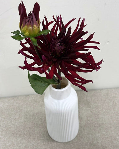 Hollyhill Red Spider dahlia