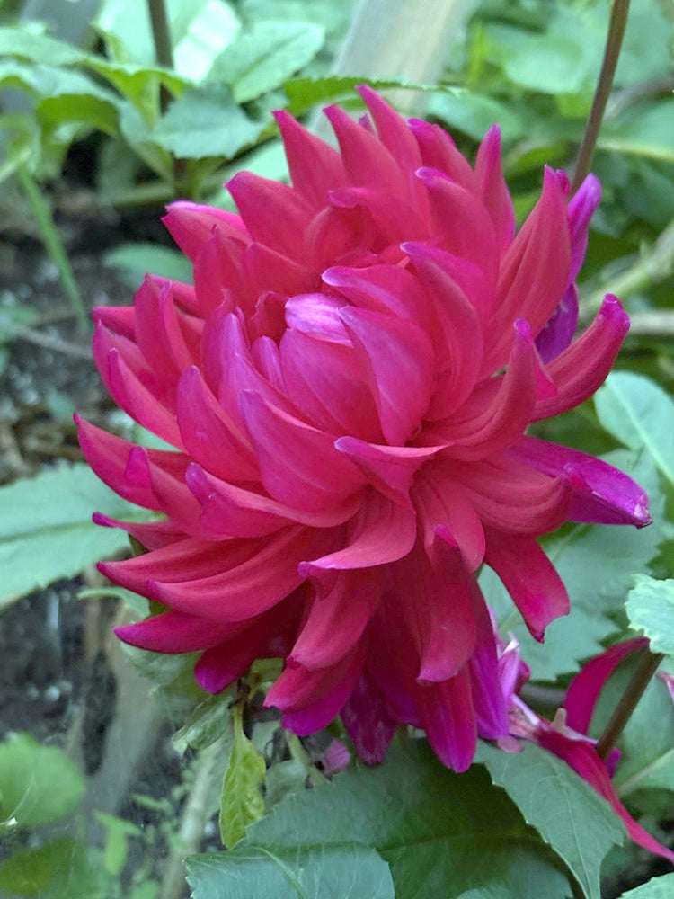 Hollyhill Ruby Rose dahlia