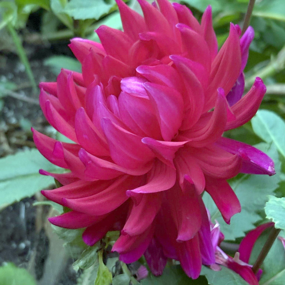 Hollyhill Ruby Rose dahlia
