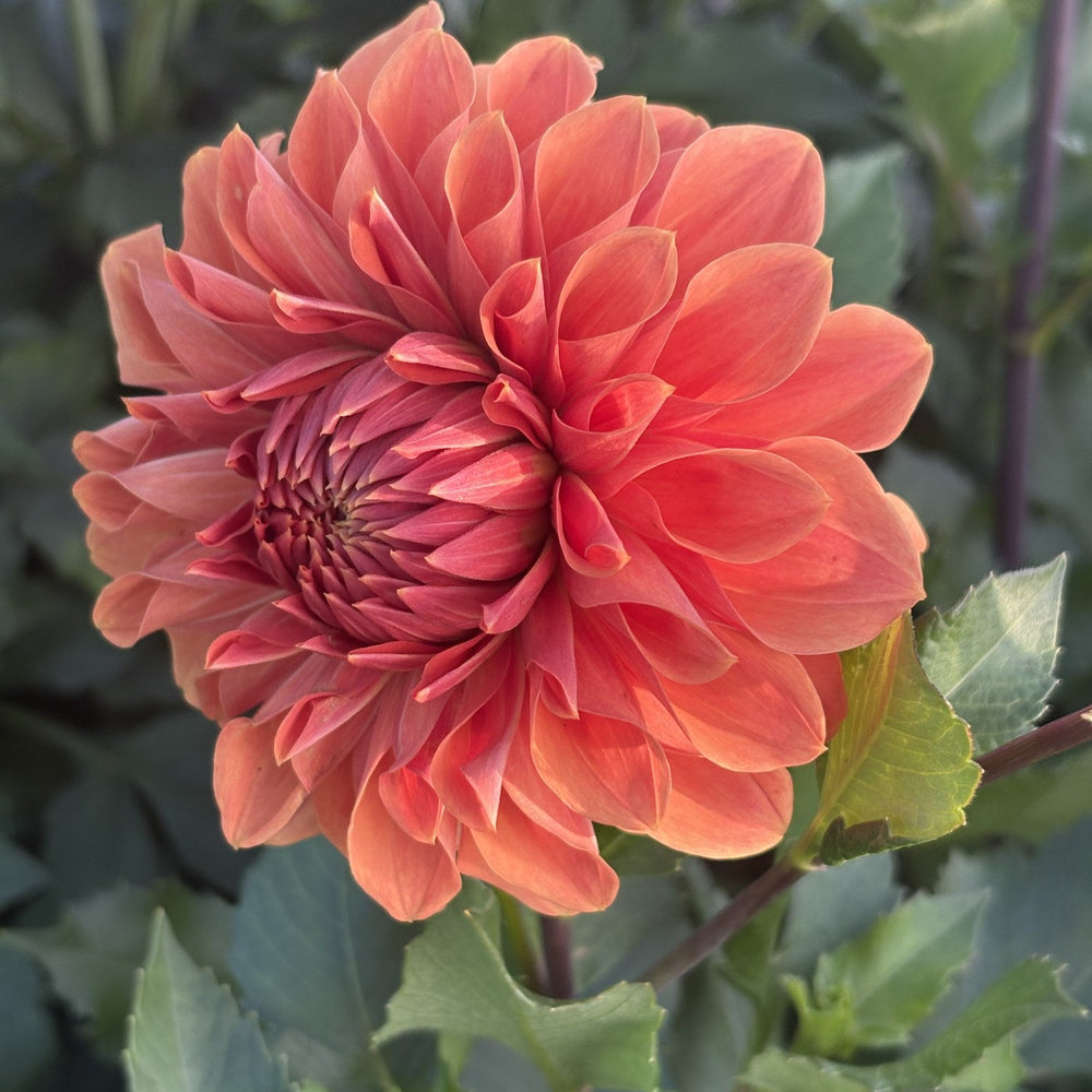 Hy Patti dahlia