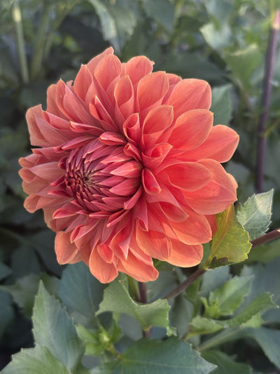 Hy Patti dahlia