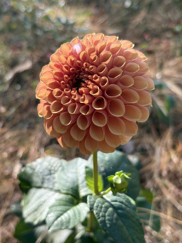 Hy Suntan dahlia grown by Petrolia Bloom Co. in Petrolia, Ontario