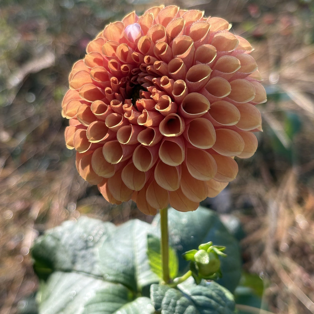 Hy Suntan dahlia grown by Petrolia Bloom Co. in Petrolia, Ontario