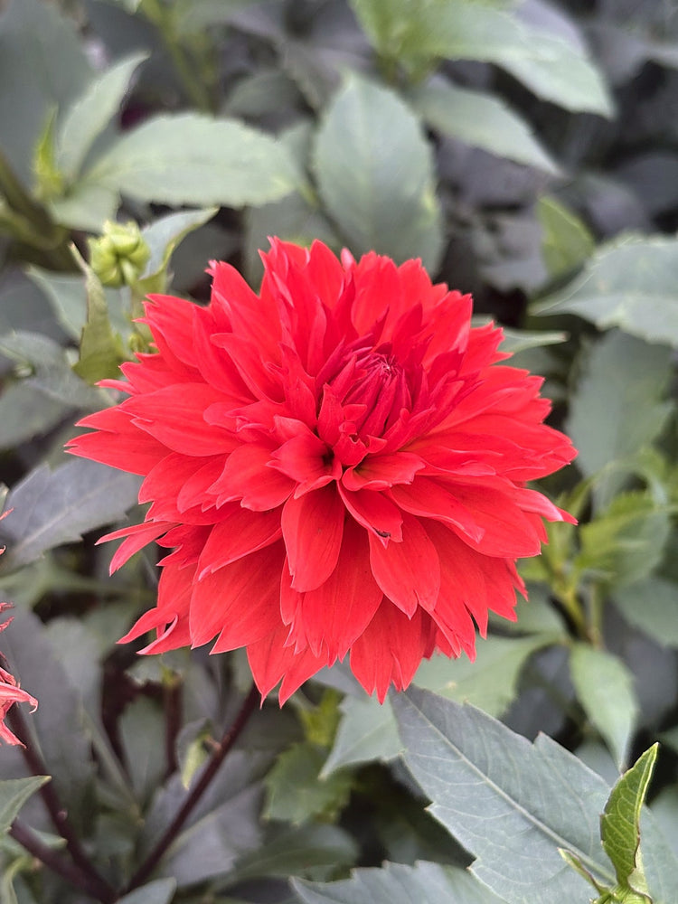 Improved Orange Cushion dahlia
