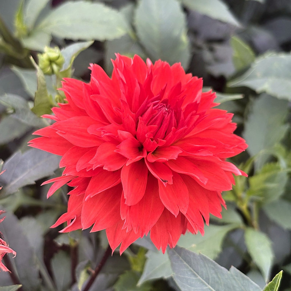 Improved Orange Cushion dahlia