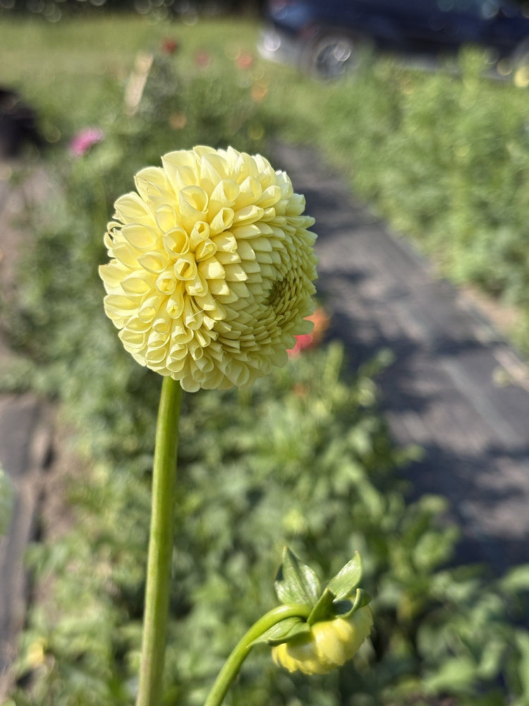 Irish Moon dahlia