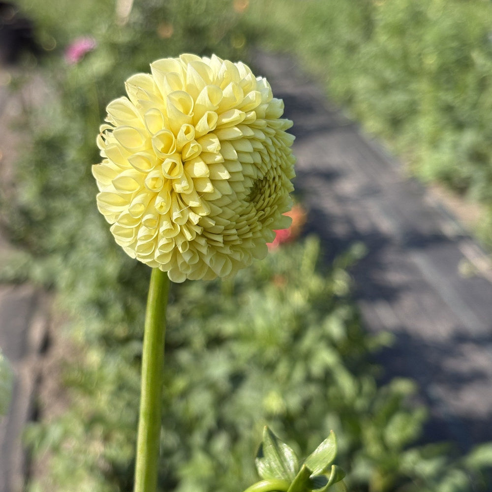 Irish Moon dahlia