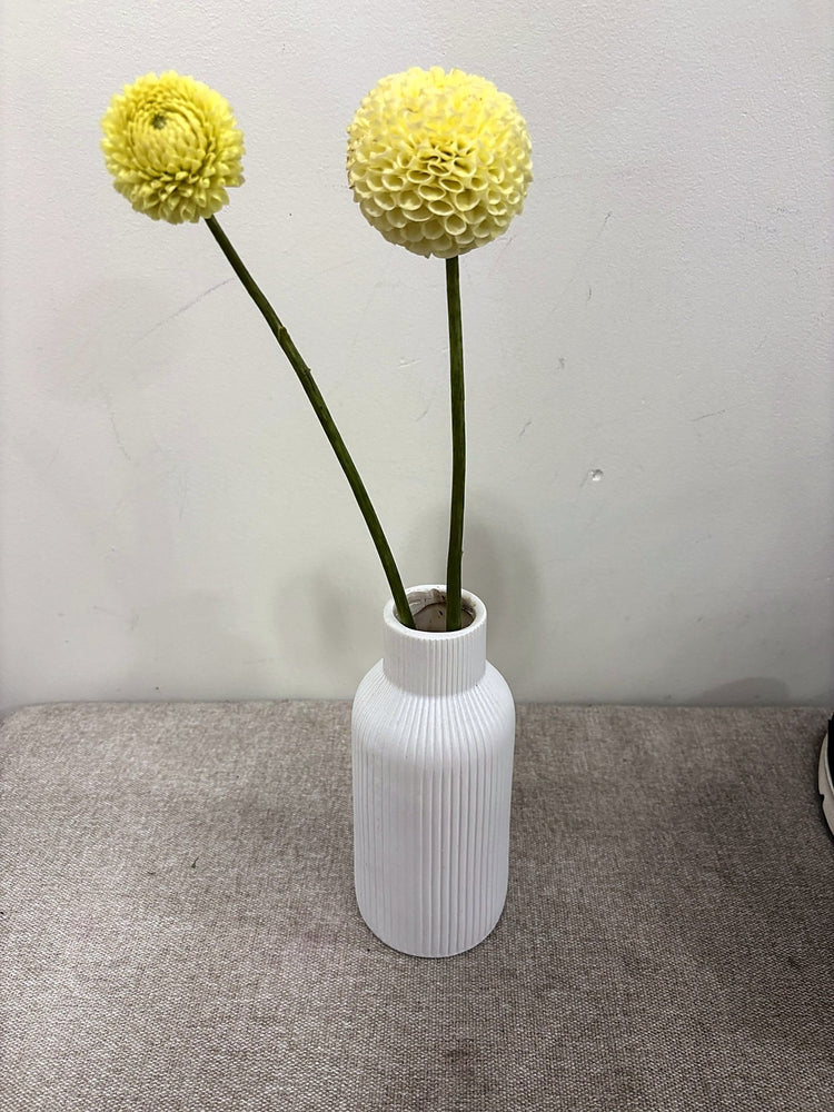 Irish Moon dahlia