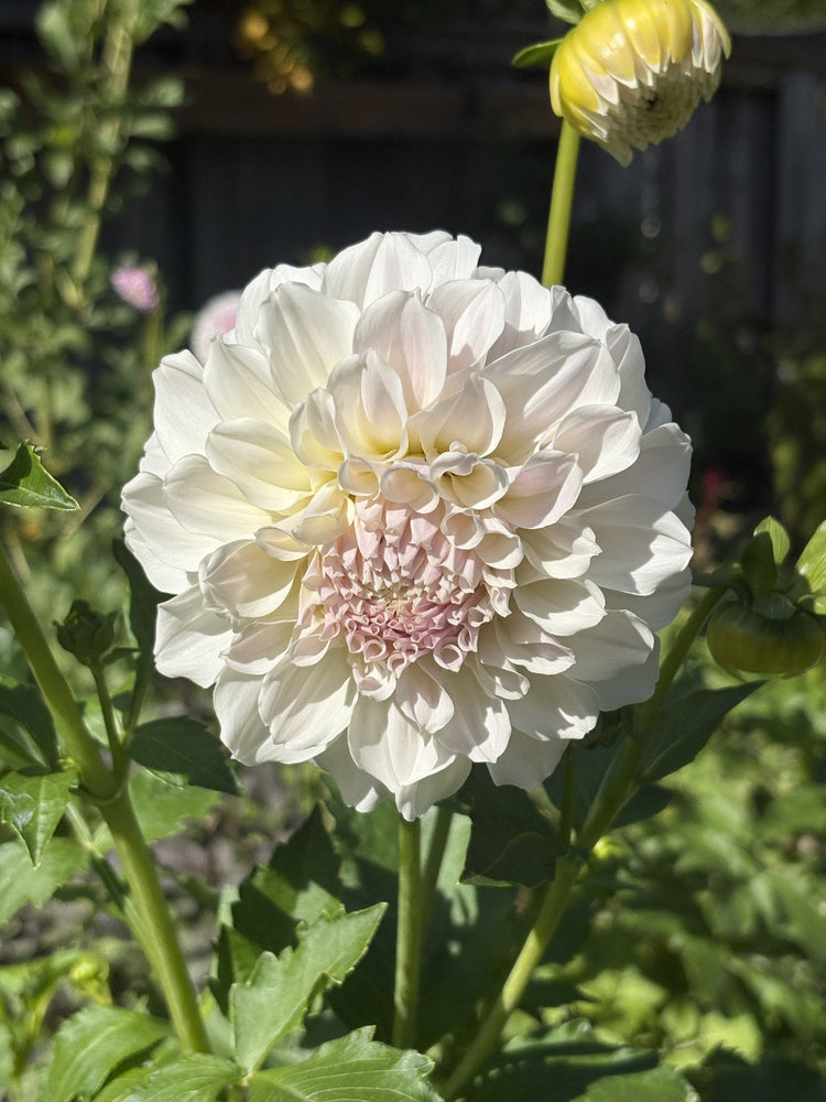 Irish Ruffles dahlia