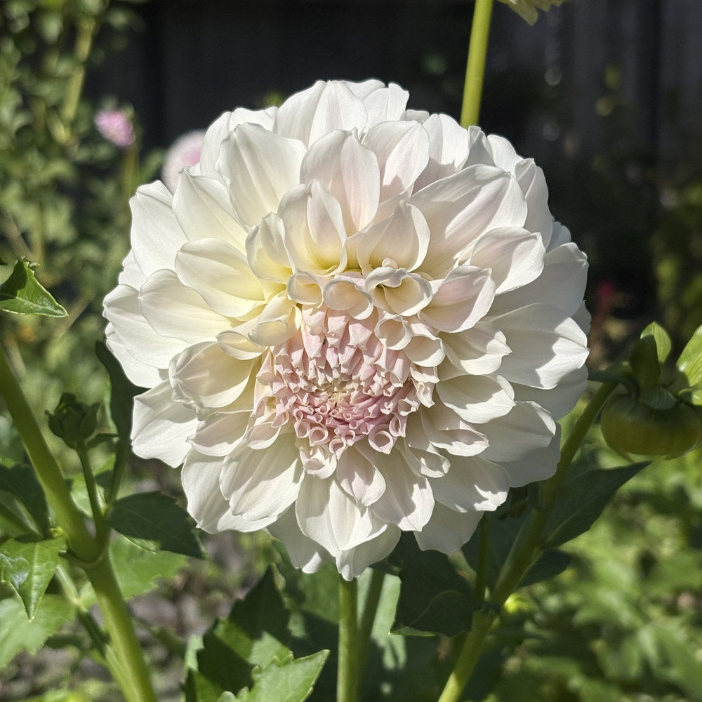 Irish Ruffles dahlia