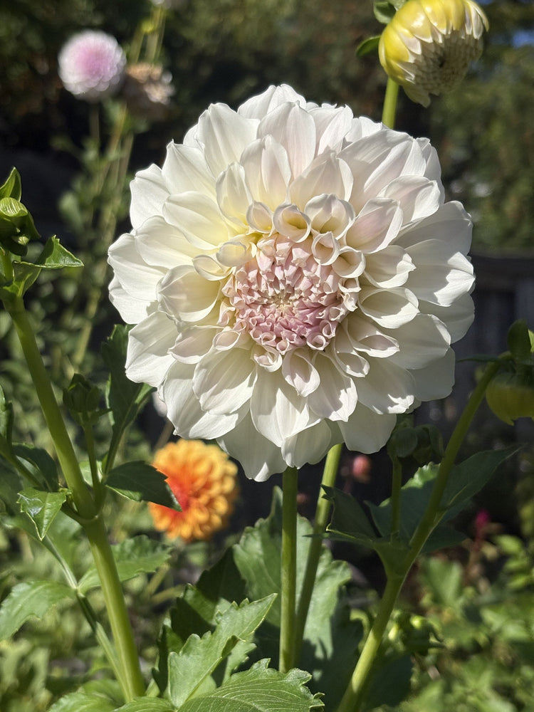 Irish Ruffles dahlia