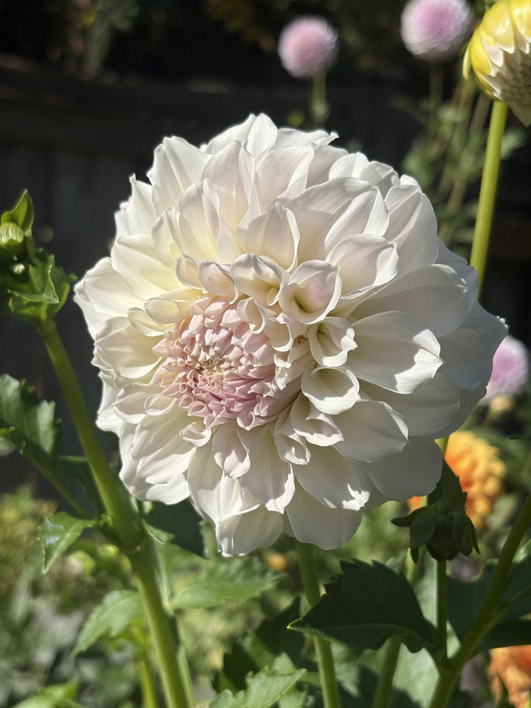 Irish Ruffles dahlia