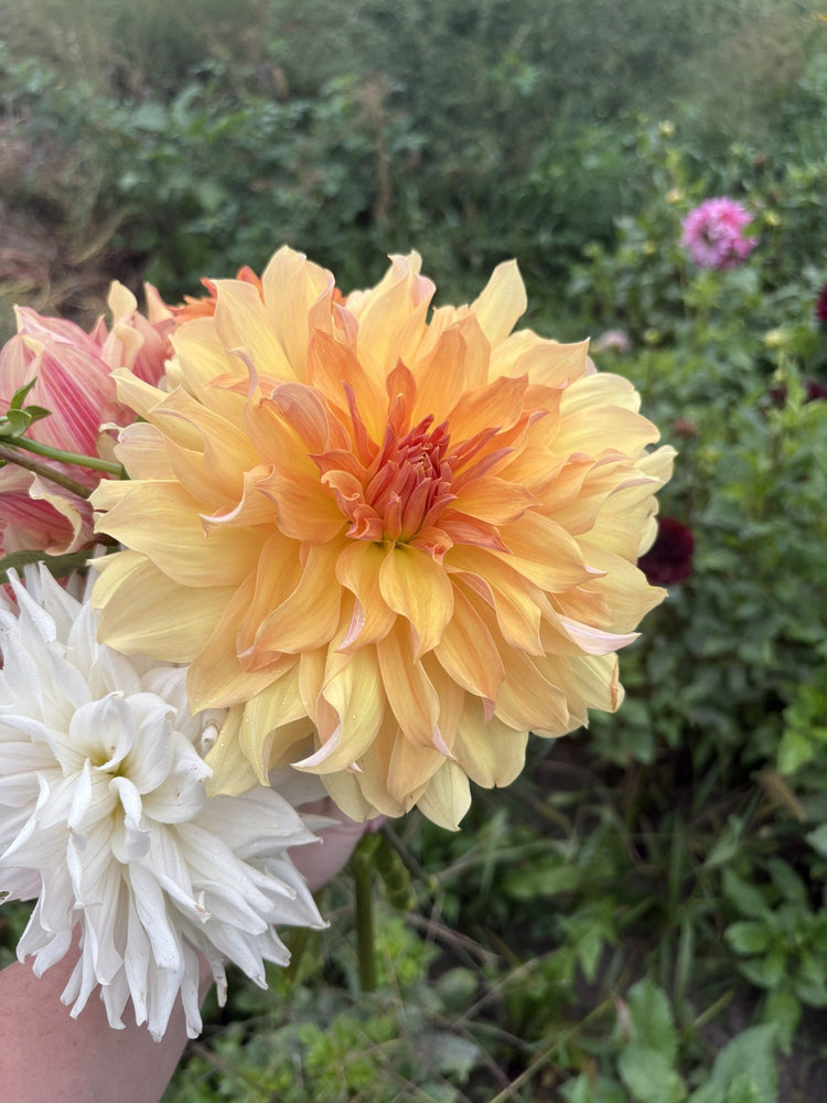 Jane Cowl dahlia