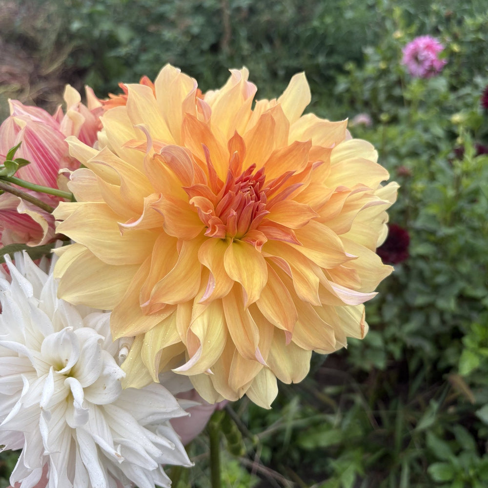 Jane Cowl dahlia