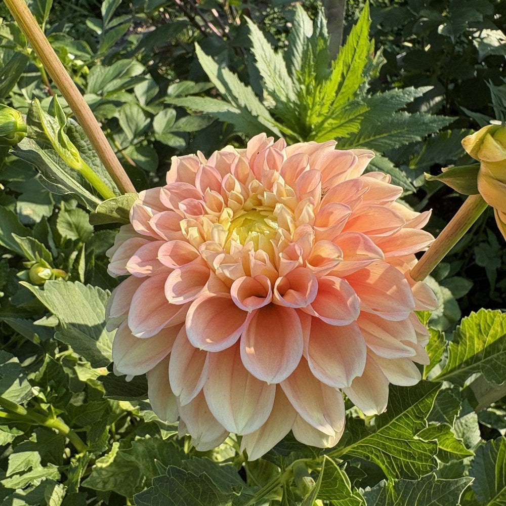 KA's® Aloha dahlia