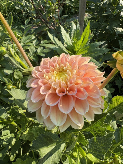 KA's® Aloha dahlia