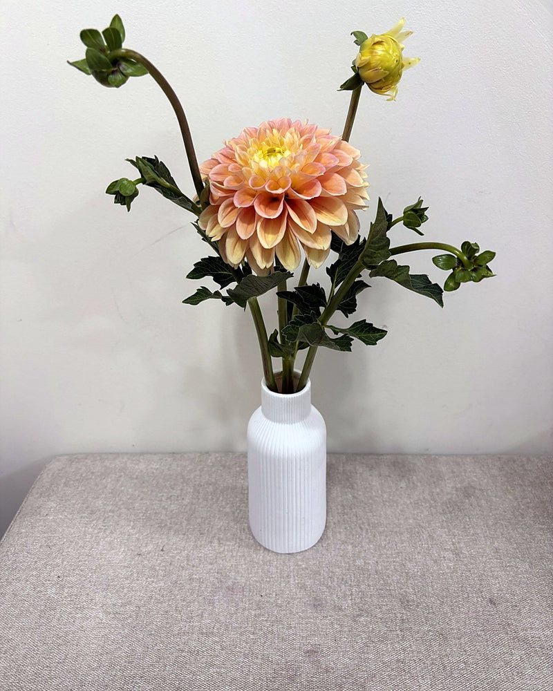 KA's® Aloha dahlia