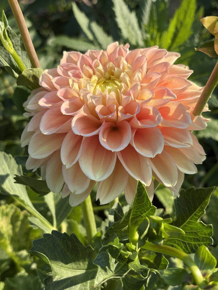 KA's® Aloha dahlia