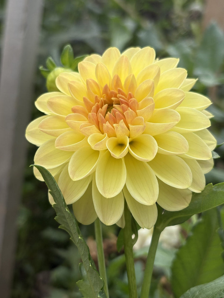 KA's Apricot Kiss dahlia