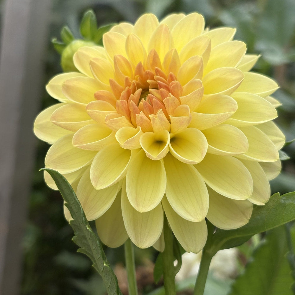 KA's Apricot Kiss dahlia