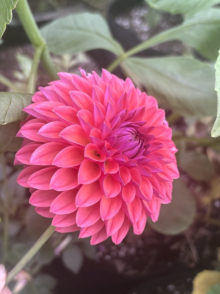 KA's® Brittany's Favorite dahlia