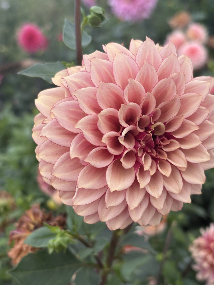 KA's® Crème Brûlée dahlia